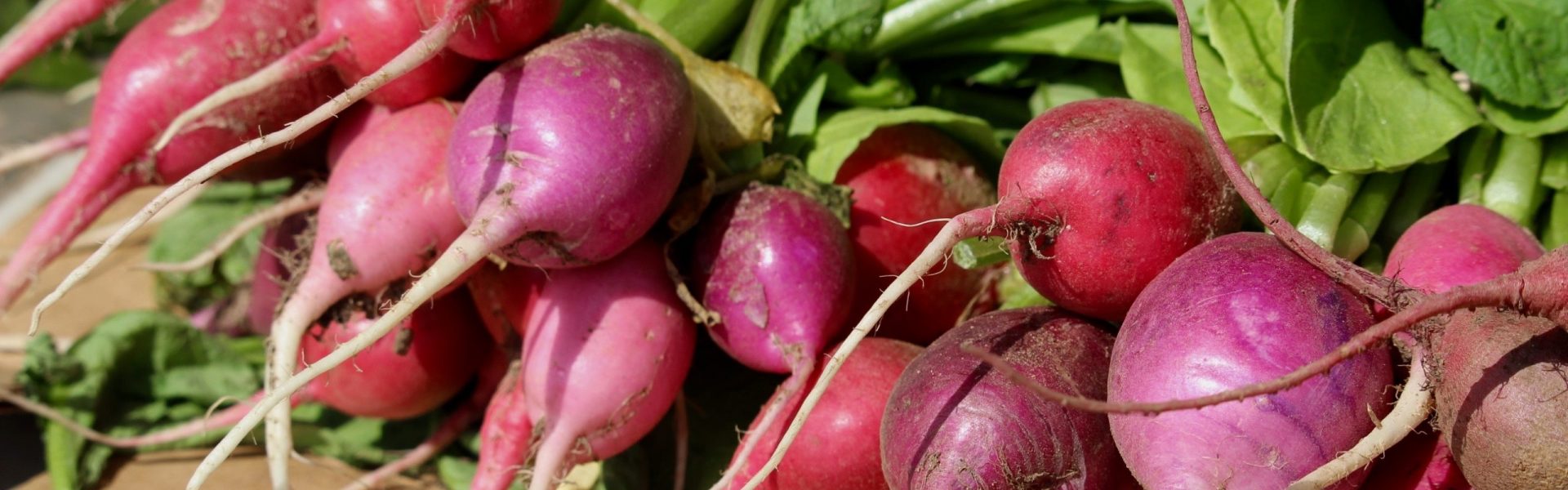 radishes on a table at a farm