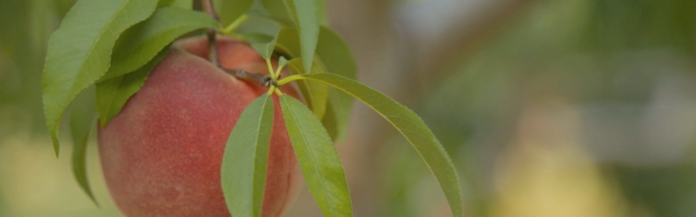 a peach hanging from a tree on a Connecticut farm